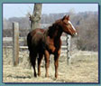 click to see the stallions